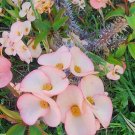 Euphorbia milii – Crown of Thorns Cutting, Ornamental Succulent with Colorful Bracts Euphorbia milii – Crown of Thorns Cutting, Ornamental Succulent with Colorful Bracts