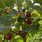 Hardy Chicago Fig – 20 Fresh Ficus carica Cuttings for Rooting, Cold-Hardy Variety Hardy Chicago Fig – 20 Fresh Ficus carica Cuttings for Rooting, Cold-Hardy Variety
