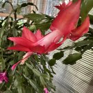 Christmas Cactus – Schlumbergera truncata Red Flower Cutting, Holiday Succulent Christmas Cactus – Schlumbergera truncata Red Flower Cutting, Holiday Succulent