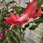 Christmas Cactus – Schlumbergera truncata Red Flower Cutting, Holiday Succulent