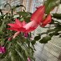 Christmas Cactus – Schlumbergera truncata Red Flower Cutting, Holiday Succulent