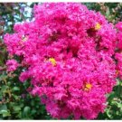 Pink Crape Myrtle Tree Cuttings – 7 Live Lagerstroemia indica Branches for Rooting & Growing Pink Crape Myrtle Tree Cuttings – 7 Live Lagerstroemia indica Branches for Rooting & Growing