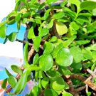 Portulacaria Afra Elephant Bush Cuttings – 3 Live Dwarf Jade Lucky Plants for Rooting & Growing Portulacaria Afra Elephant Bush Cuttings – 3 Live Dwarf Jade Lucky Plants for Rooting & Growing