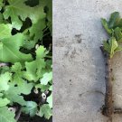 Fig Tree Live Cutting – Ficus carica Bare Root Starter Plant for Growing Delicious Fruit Fig Tree Live Cutting – Ficus carica Bare Root Starter Plant for Growing Delicious Fruit