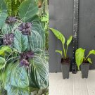 Black Bat Flower Tacca chantrieri – Exotic Black Lily Rooted Starter Plant for Garden or Pot Black Bat Flower Tacca chantrieri – Exotic Black Lily Rooted Starter Plant for Garden or Pot