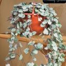 Silver Glory String of Hearts – Ceropegia woodii Variegata Cuttings in 3 Inch Pot Silver Glory String of Hearts – Ceropegia woodii Variegata Cuttings in 3 Inch Pot