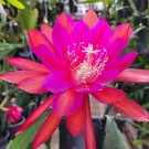Epiphyllum ‘Medora’ Orchid Cactus – 8–10 Inch Unrooted Cuttings for Rooting & Growing Epiphyllum ‘Medora’ Orchid Cactus – 8–10 Inch Unrooted Cuttings for Rooting & Growing