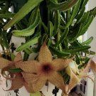 Stapelia gigantea Starfish Flower – 5 Succulent Cuttings with Huge 12 Inch Blooms Stapelia gigantea Starfish Flower – 5 Succulent Cuttings with Huge 12 Inch Blooms