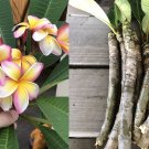 Plumeria Cuttings Set of 5 – 8–12” Mixed Colors White Pink Yellow Tricolor Flowers