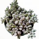 Cotyledon orbiculata ‘Ping Pong’ – 2 Inch Live Succulent Plant for Home & Garden Decor