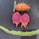 Orange Dragon Fruit – 16–24 Inch Live Cactus Cuttings for Rooting & Tropical Gardens