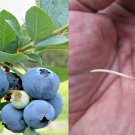 Blueberry Cuttings – 7 Thin Live Scions for Rooting or Grafting Garden Berry Plants Blueberry Cuttings – 7 Thin Live Scions for Rooting or Grafting Garden Berry Plants