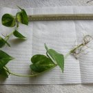 Golden Pothos Devil’s Ivy – 3 Bare Root Plants with 6–18 Inch Rooted Vines Golden Pothos Devil’s Ivy – 3 Bare Root Plants with 6–18 Inch Rooted Vines