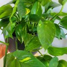 Pothos Hawaiian – 3 Fresh Unrooted Cuttings of Epipremnum aureum for Indoor Décor