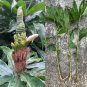 Yellow Spiral Ginger – 5 Rooted Dimerocostus strobilaceus Cuttings, Hawaii Grown