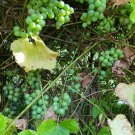 Cold Hardy Grape Cuttings – 10 Live Perennial Vitis Clones for Rooting & Fruit Growing Cold Hardy Grape Cuttings – 10 Live Perennial Vitis Clones for Rooting & Fruit Growing