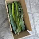 Dragon Fruit Cuttings – 11 Live Hylocereus Cactus Vines 8–14 Inches for Rooting Dragon Fruit Cuttings – 11 Live Hylocereus Cactus Vines 8–14 Inches for Rooting