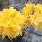 Lemon Lights Azalea – Aromi Rhododendron Starter Plant, May Be Dormant, Hardy Shrub Lemon Lights Azalea – Aromi Rhododendron Starter Plant, May Be Dormant, Hardy Shrub