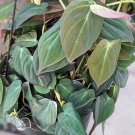 Philodendron Micans – 3 Vining Cuttings with Fuzzy Velvet Leaves for Terrarium Décor