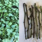Sweet Potato Slips – 10 Rooted Vines (Ipomoea batatas) Ready for Planting