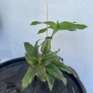 Basket Plant & Wandering Jew Combo – 5 Rooted Plants (3 Callisia, 2 Tradescantia)