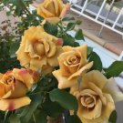 Foney Dijon Rose Cuttings – 3 Rare Hybrid Tea Rosa Stems for Rooting or Grafting Foney Dijon Rose Cuttings – 3 Rare Hybrid Tea Rosa Stems for Rooting or Grafting