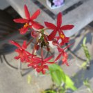 Epidendrum Orchid – 2 Keiki Starter Plants | Red Blooms with Bright Yellow Centers Epidendrum Orchid – 2 Keiki Starter Plants | Red Blooms with Bright Yellow Centers