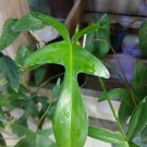 Philodendron Glad Hands – 5 Unrooted Cuttings | Rare Tropical Aroid for Indoor Growing Philodendron Glad Hands – 5 Unrooted Cuttings | Rare Tropical Aroid for Indoor Growing