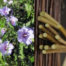 Rose of Sharon Hibiscus – 10 Unrooted Cuttings | Hardy Flowering Shrub Variety Rose of Sharon Hibiscus – 10 Unrooted Cuttings | Hardy Flowering Shrub Variety