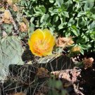 Opuntia phaeacantha – Brown-Spined Prickly Pear Cactus Live Plant, Hardy Southwest Species, Opuntia phaeacantha – Brown-Spined Prickly Pear Cactus Live Plant, Hardy Southwest Species,