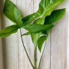 Arrowhead Vine Plant Cuttings – 15 Rooted Syngonium Starts for Indoor or Terrarium Growing Arrowhead Vine Plant Cuttings – 15 Rooted Syngonium Starts for Indoor or Terrarium Growing