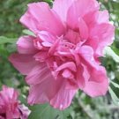 Double Pink Rose of Sharon Cuttings – 3 Hardy Althea Shrubs for Rooting and Flower Gardens Double Pink Rose of Sharon Cuttings – 3 Hardy Althea Shrubs for Rooting and Flower Gardens
