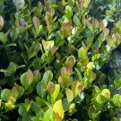 Cocoplum Plant Cuttings – 6 or 8 Fresh 10–12" Branches for Rooting Tropical Shrubs Cocoplum Plant Cuttings – 6 or 8 Fresh 10–12" Branches for Rooting Tropical Shrubs