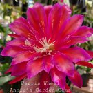 Epiphyllum Ferris Wheel Cuttings – 8–10" Unrooted Orchid Cactus Stems for Growing Epiphyllum Ferris Wheel Cuttings – 8–10" Unrooted Orchid Cactus Stems for Growing