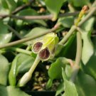 Ceropegia Radicans Succulent – Live Vining Plant with Tubular Blooms and Trailing Stems Ceropegia Radicans Succulent – Live Vining Plant with Tubular Blooms and Trailing Stems