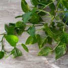 Giant Hawaiian Pothos – 6+ Rooted Cuttings with Jumbo Golden Variegated Leaves