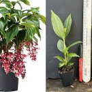 Magic Magnifica Medinilla Plant – Rare Live Starter with Pink Hanging Orchid Blooms Magic Magnifica Medinilla Plant – Rare Live Starter with Pink Hanging Orchid Blooms