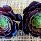 Aeonium Black Rose Cuttings – 2 Succulent Rosettes (4") for Rooting & Garden Display