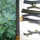 Carmelitana Fig Tree Cuttings – 5 Fresh Stems for Rooting, Sweet Two-Crop Variety Carmelitana Fig Tree Cuttings – 5 Fresh Stems for Rooting, Sweet Two-Crop Variety