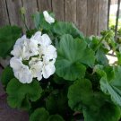 Double White Zonal Geranium Cuttings – 3 Fresh 6” Pelargonium Starter Plants Double White Zonal Geranium Cuttings – 3 Fresh 6” Pelargonium Starter Plants