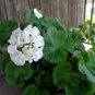 Double White Zonal Geranium Cuttings â 3 Fresh 6â Pelargonium Starter Plants