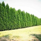 Leyland Cypress Cuttings – 20 Fresh Evergreen Starts for Rooting or Grafting Hedges Leyland Cypress Cuttings – 20 Fresh Evergreen Starts for Rooting or Grafting Hedges