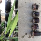 Dark Purple Sugarcane Cuttings – 5 Fresh 8"+ Stems, Sweet Edible Variety for Planting Dark Purple Sugarcane Cuttings – 5 Fresh 8"+ Stems, Sweet Edible Variety for Planting