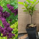 Ludwig Spaeth Lilac – Syringa vulgaris Starter Plant (4–8”) Deep Purple Fragrant Blooms