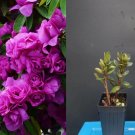Amelia Rose Azalea – Rhododendron Deciduous Starter Plant with Pink Spring Blooms
