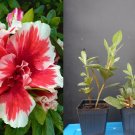 Mardi Gras Azalea – Rhododendron Deciduous Starter Plant, Red & White Bi-Color Blooms Mardi Gras Azalea – Rhododendron Deciduous Starter Plant, Red & White Bi-Color Blooms