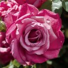 Heirloom Hybrid Tea Rose Cuttings – 4 Fresh Unrooted 5–8” Stems, Mauve Garden Variety Heirloom Hybrid Tea Rose Cuttings – 4 Fresh Unrooted 5–8” Stems, Mauve Garden Variety