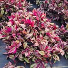 Tradescantia Zebrina Cuttings – 20 Fresh 8–12” Stems, Purple Wandering Jew Plant Tradescantia Zebrina Cuttings – 20 Fresh 8–12” Stems, Purple Wandering Jew Plant