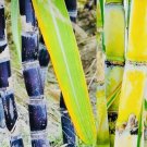 Fresh Sugarcane Sticks – 5 lb Bundle, Green or Purple, Non-GMO Edible or Planting Use Fresh Sugarcane Sticks – 5 lb Bundle, Green or Purple, Non-GMO Edible or Planting Use