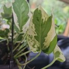 N Joy Pothos Cutting – 3-Node Epipremnum aureum Variegated Houseplant Starter